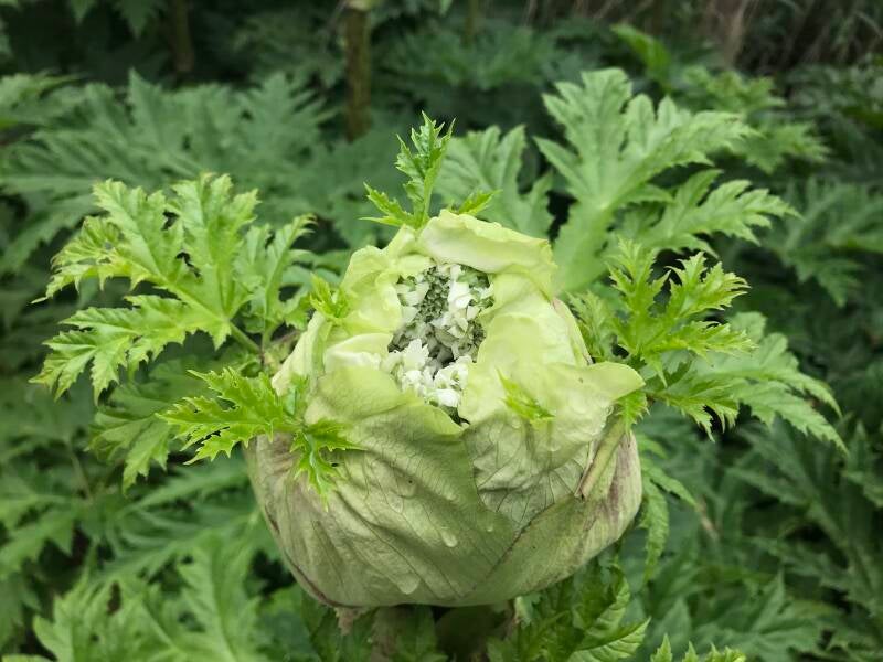 berenklauw in de knop