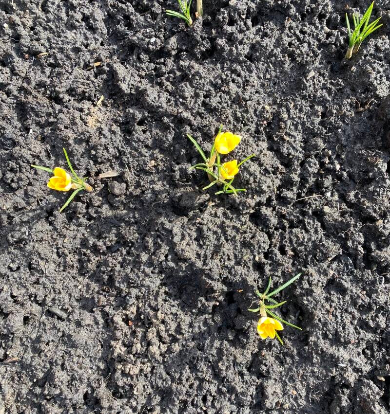 crocusjes