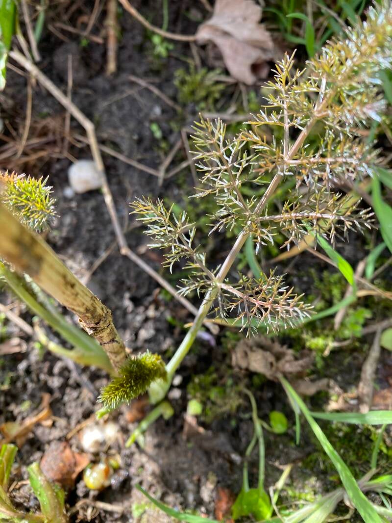 venkel tussen de stenen