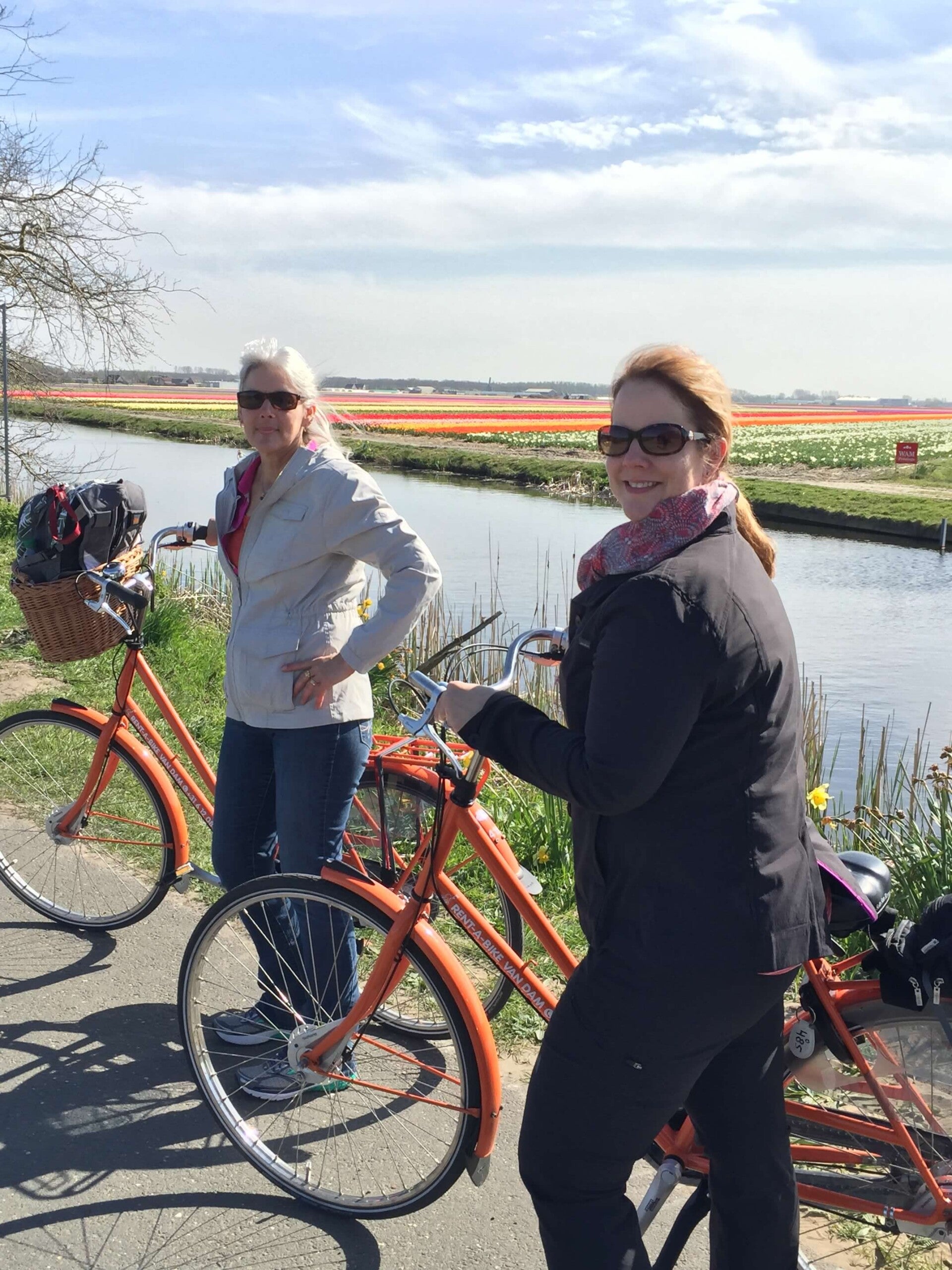 Biking through the tulip fields near Keukenhof