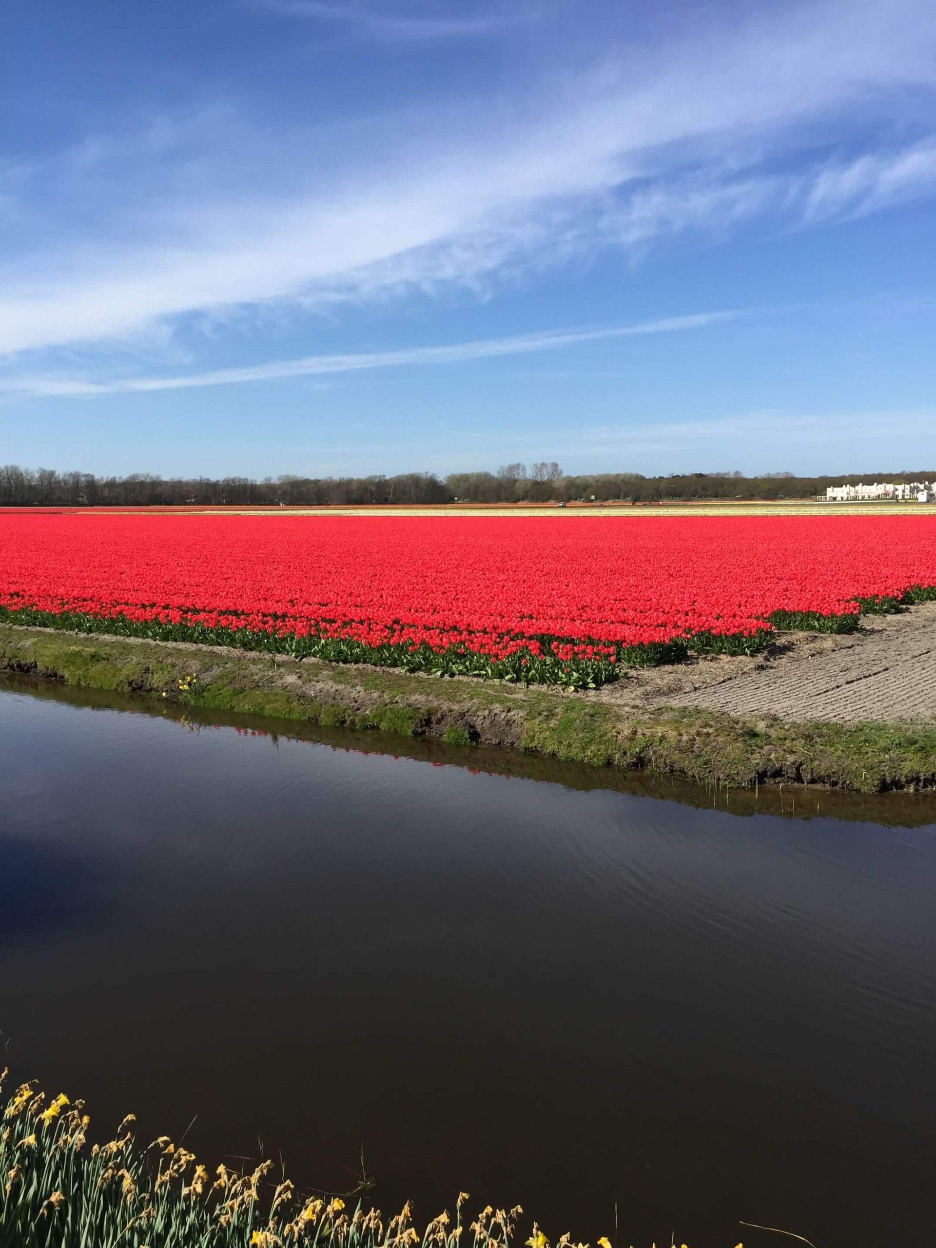 Tulip fields near Keukenhof Gardens in the Netherlands