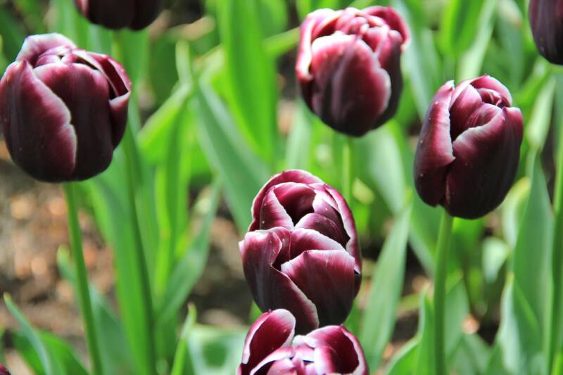 Tulips at the Keukenhof.