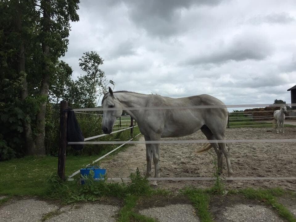 billy-2016-in-paddock-standard.jpg