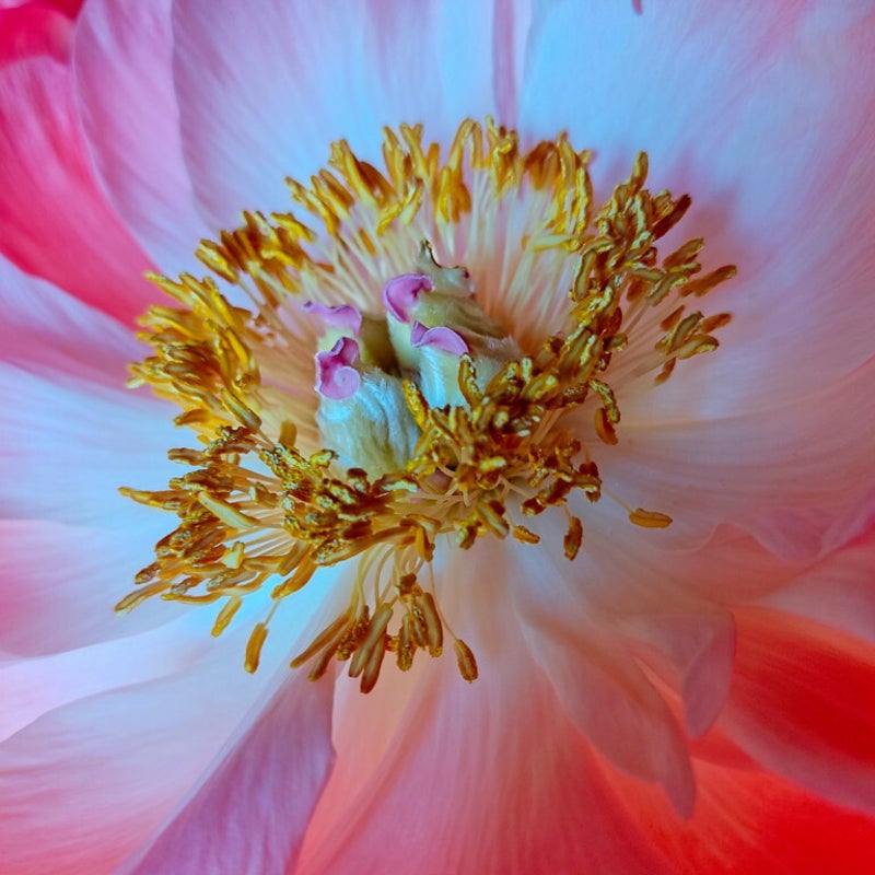 peony-choc-web-1.jpg