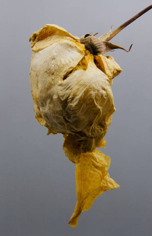 beauty_in_decay_chal-standard.jpg