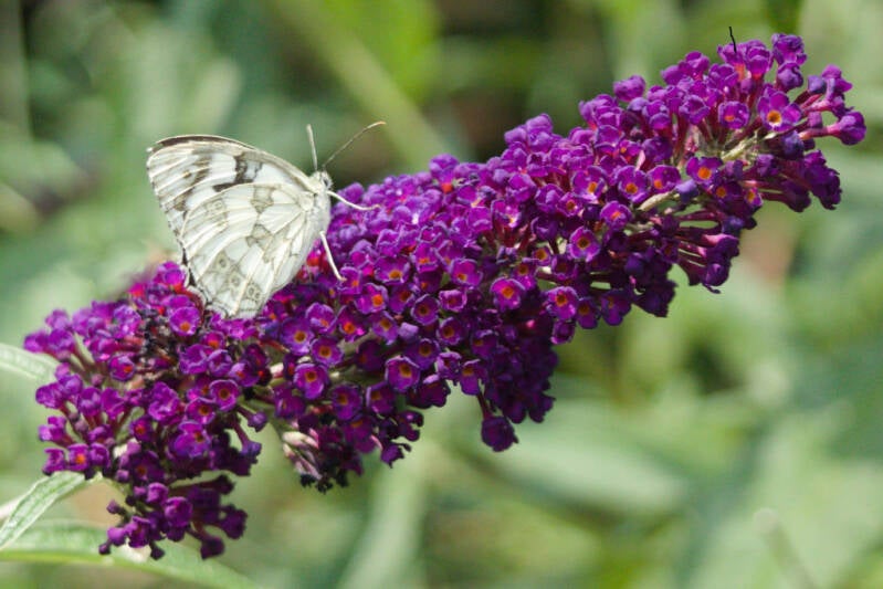 buddleiaandbutterfly-web.jpg