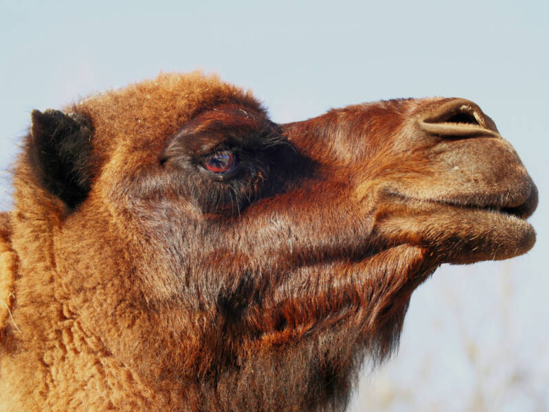 camel-oc_tnresized-web.jpg