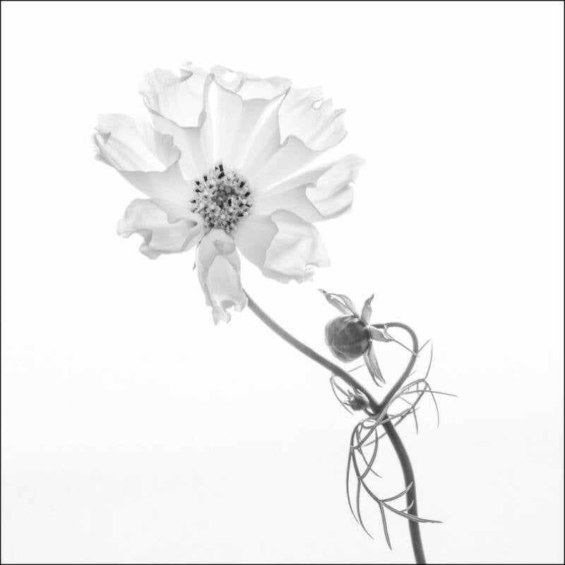 cosmos-web-1.jpg