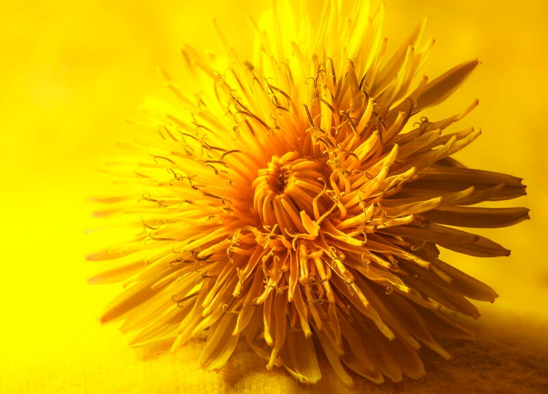 dandelion-chal_resize-standard.jpg