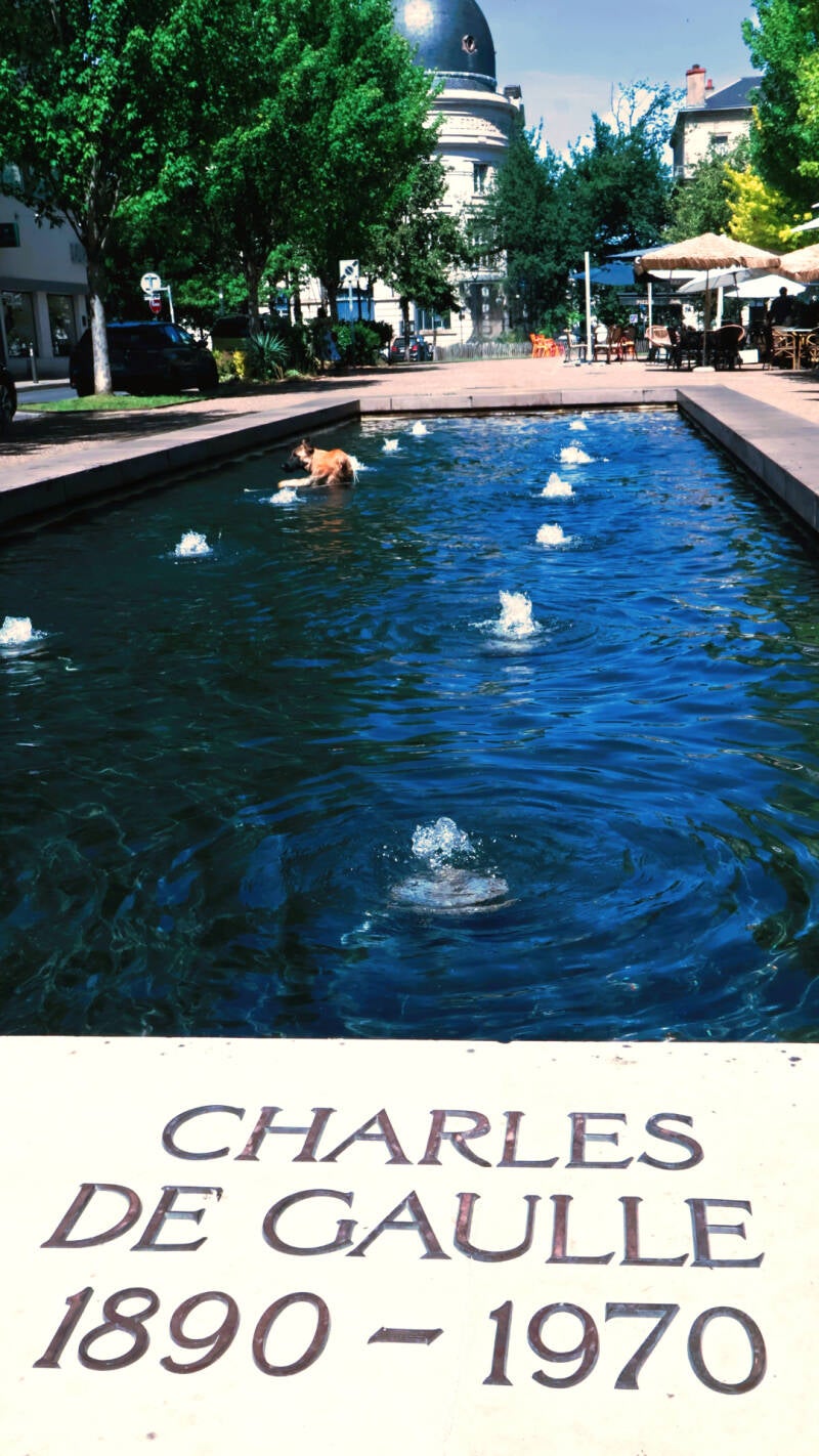 de-gaulle-dog-paddle-water-standard.jpg