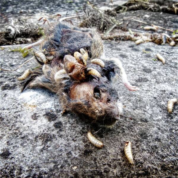 dead-maus-chal-standard.jpg