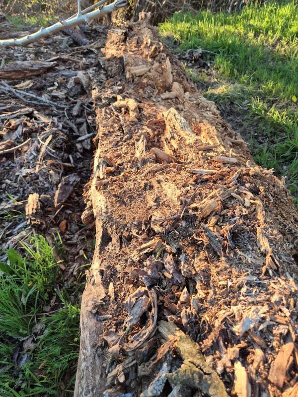 decaying-oak-chal-standard.jpg