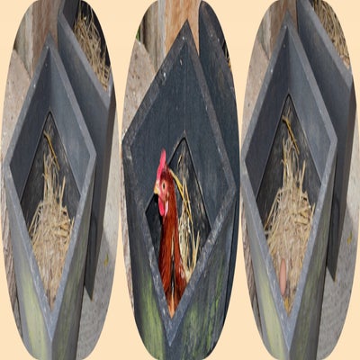 nest-chicken-eggtriptych-ch-web.jpg