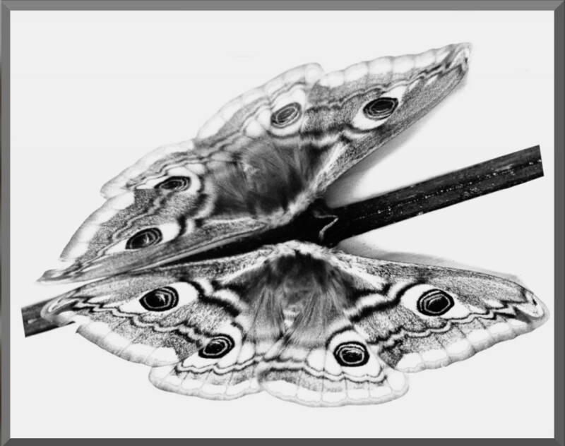 emperormothreflection-chal-web.jpg