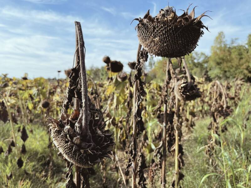 end-of-summer-decay-chal-standard.jpg
