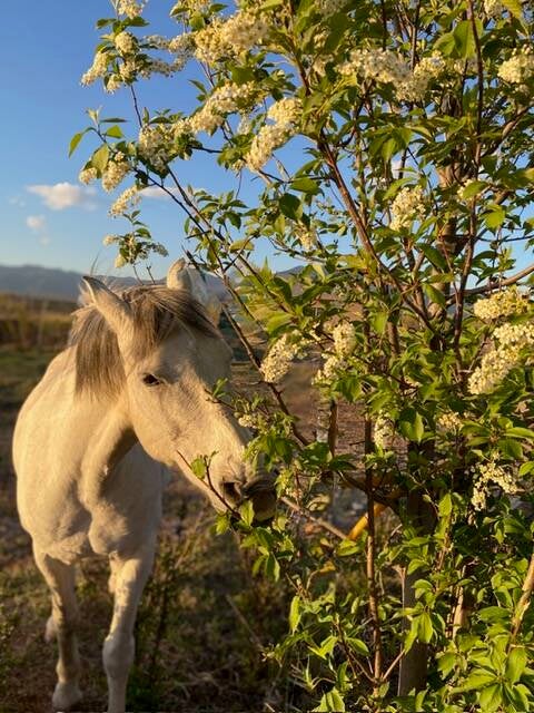 evening-snack-of-lilac-standard.jpg