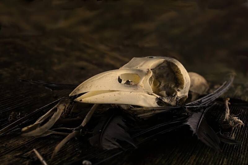 feathersandbones-chal-standard.jpg