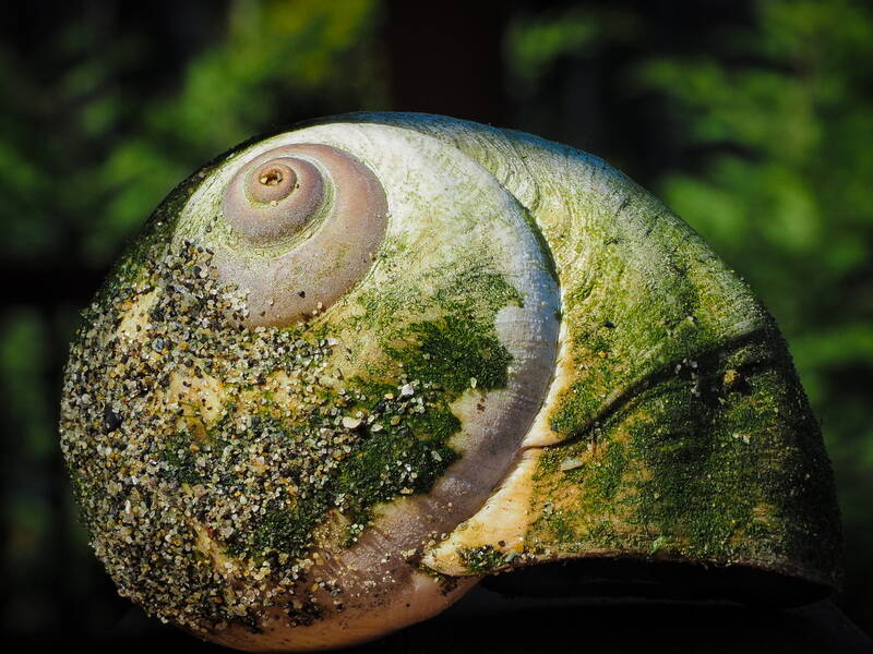 fibonacci-snail-chal_resize-standard.jpg