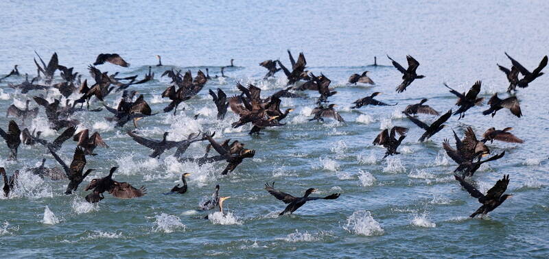 flight-of-the-cormorans-standard.jpg