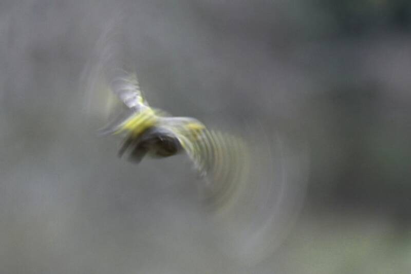 flightofthesiskin-chal-web.jpg