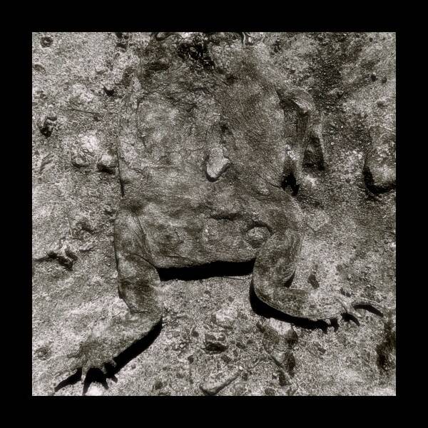 frog-chal-standard.jpg
