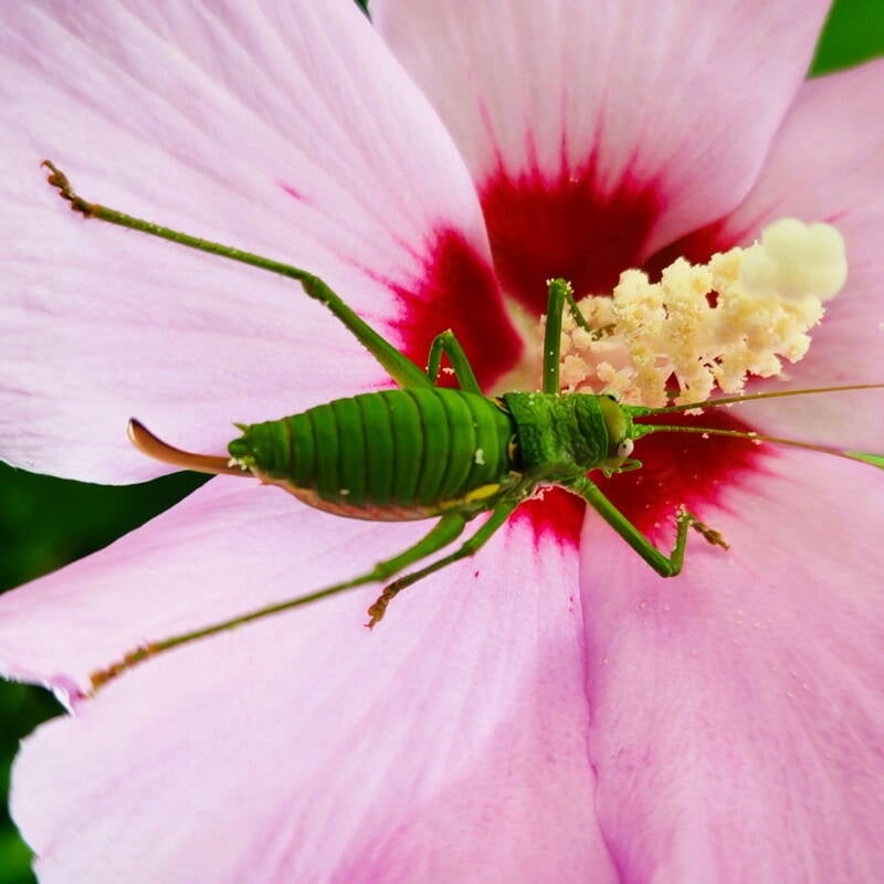 grasshopper-chal_resize-standard.jpg