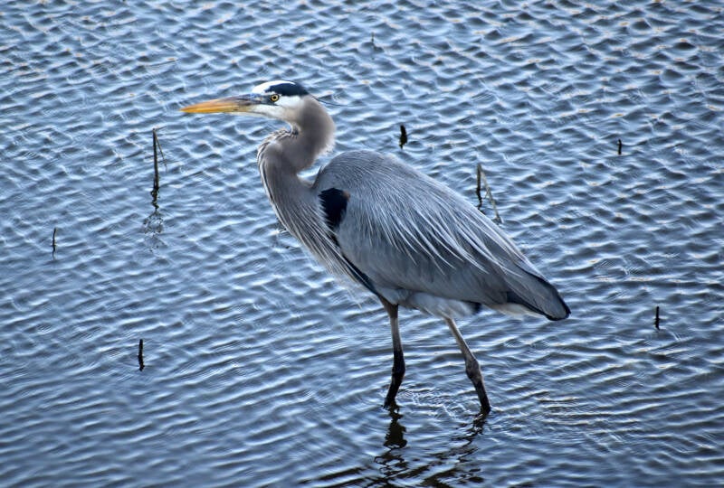 great-blue-heron-own-choice-chal-standard.jpg