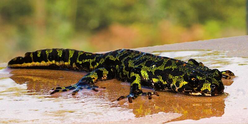 greensalamander-choc-web.jpg