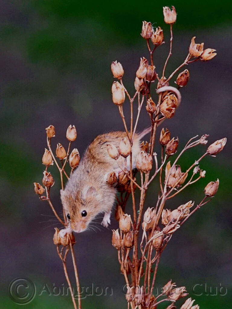 harvestmouse-web.jpg