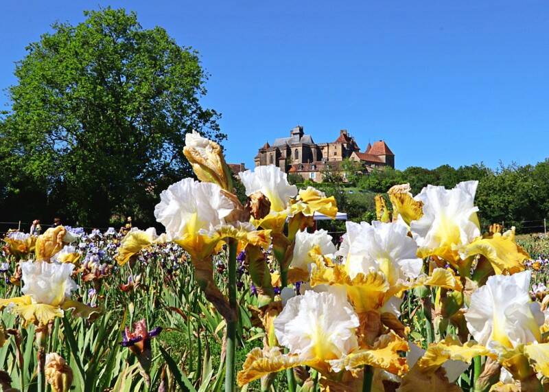 iris-en-p-rigord-et-ch-teau-de-biron-chal-standard.jpg