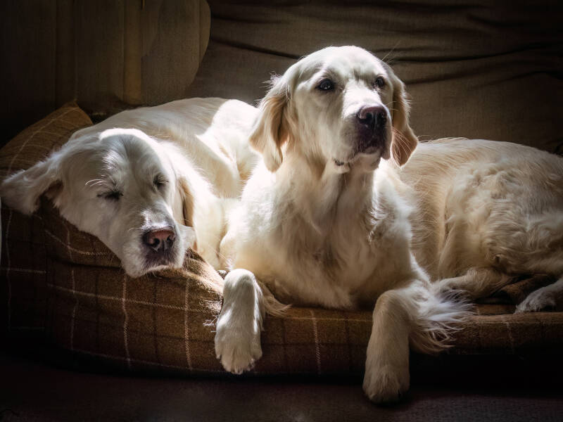 it_s-a-dog_s-life-choc-standard.jpg