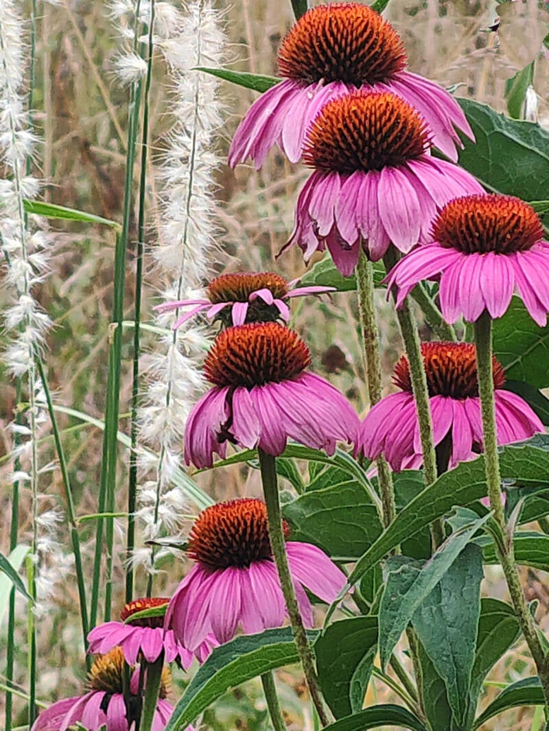 lazy-daisies-chal-standard.jpg