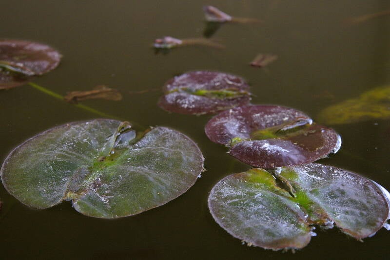 lilypads_resize-standard.jpg