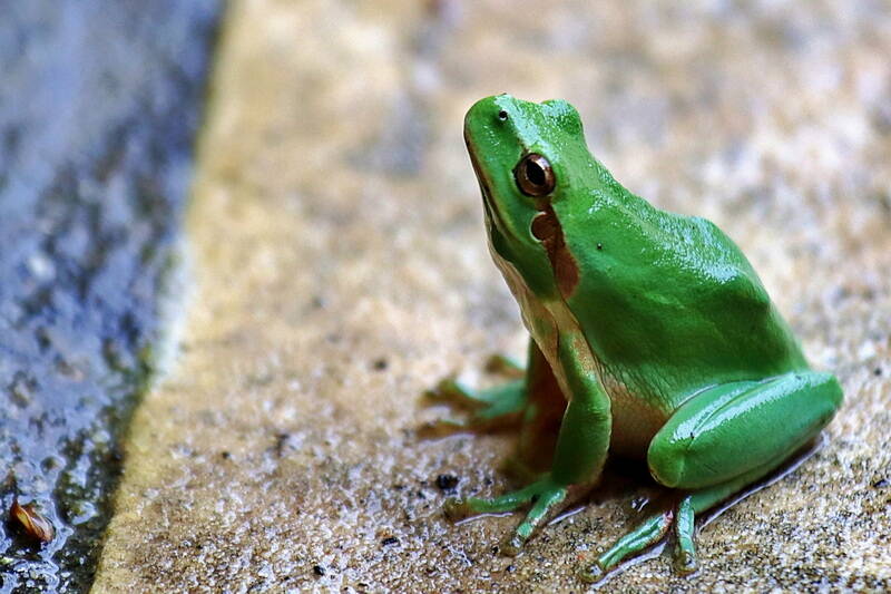 mediterranean-tree-frog-faced-with-a-wall-standard.jpg