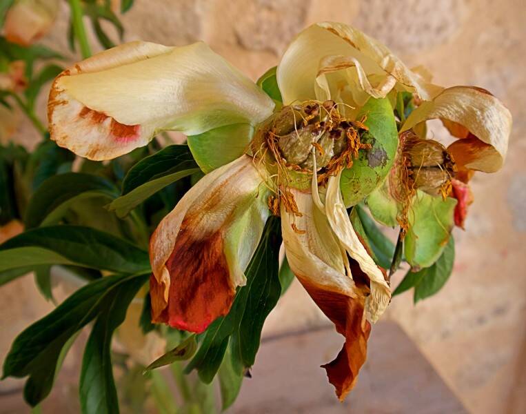 pauvre-pivoine-chal-standard.jpg