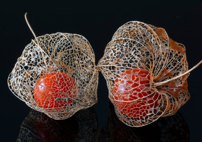 physalis-web.jpg