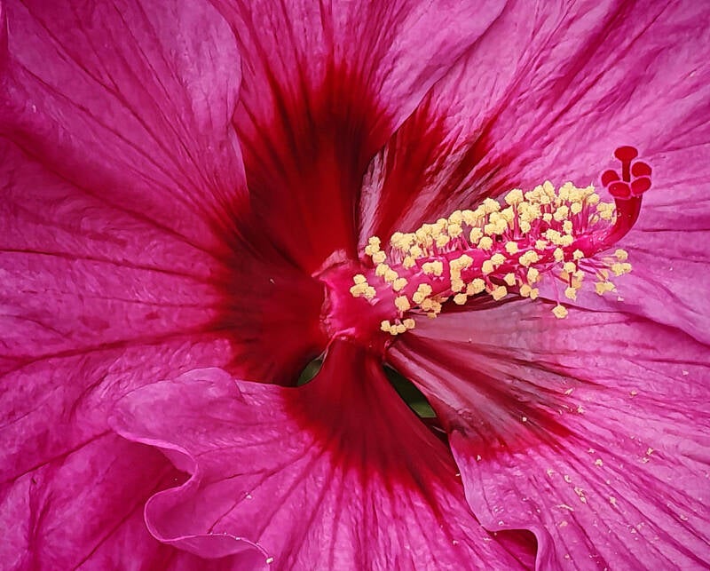 pink-paradise-chal-standard.jpg