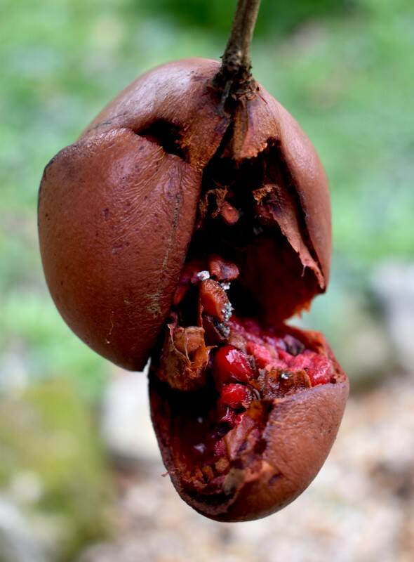 pomegranate-chal-standard.jpg