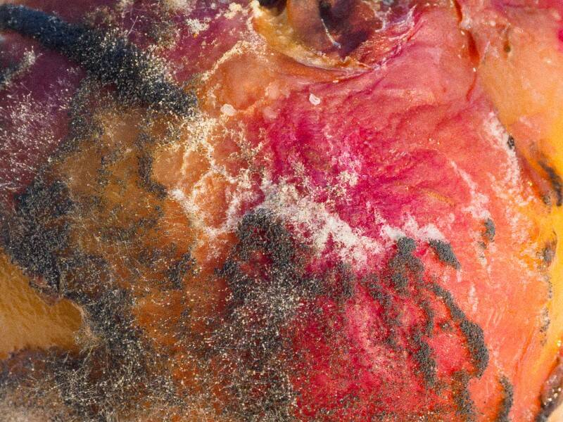 pretty-patterns-on-my-not-so-yummy-peach-chal-standard.jpg