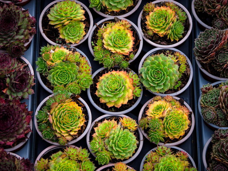 produce-succulent-swirls-standard.jpg
