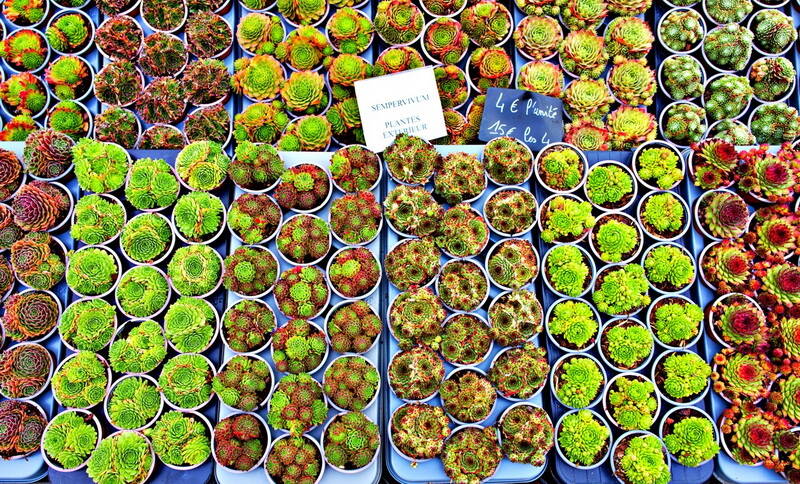 produce-tropsucculentes-standard.jpg