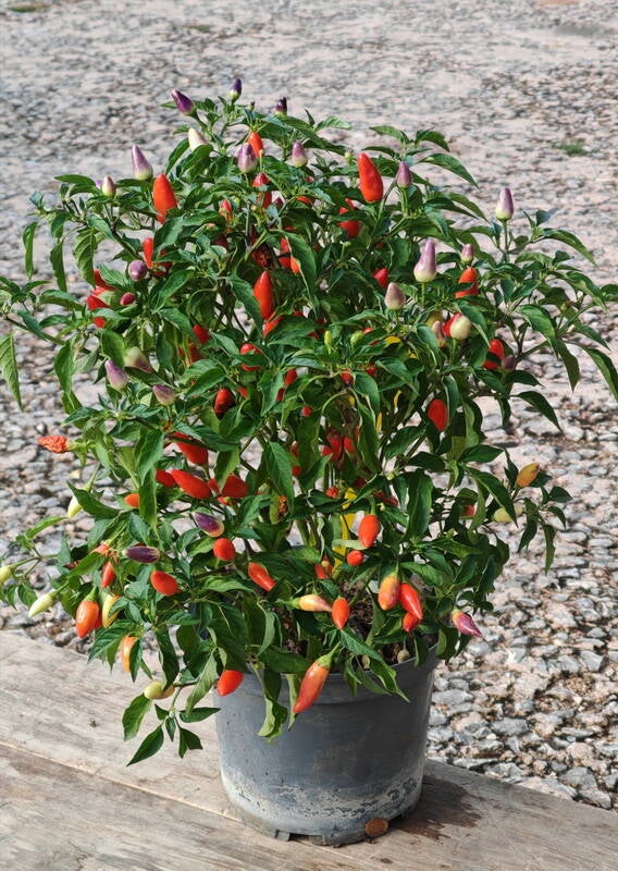 produce_chiliplant-standard.jpg