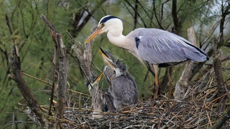 raising-three-kids-chal-standard.jpg