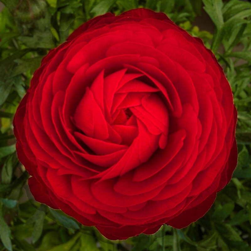 redflower-chal-standard.jpg