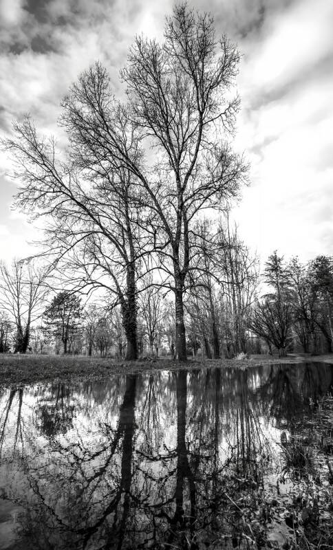 reflections-before-spring-chal-standard.jpg
