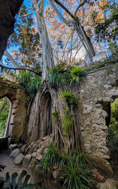 rooted-in-ruins-chal-standard.jpg