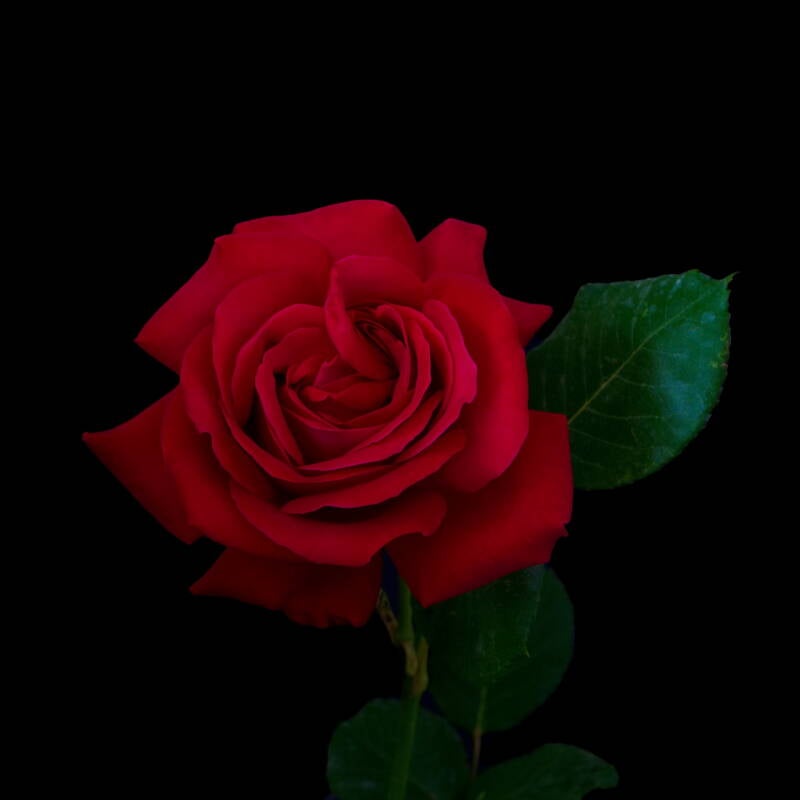 rose-choc-standard.jpg