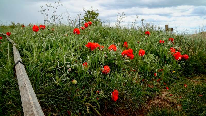 seaside-poppies-standard.jpg