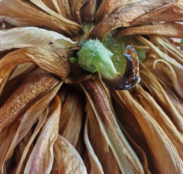 shrivelled-beauty-chal-standard.jpg