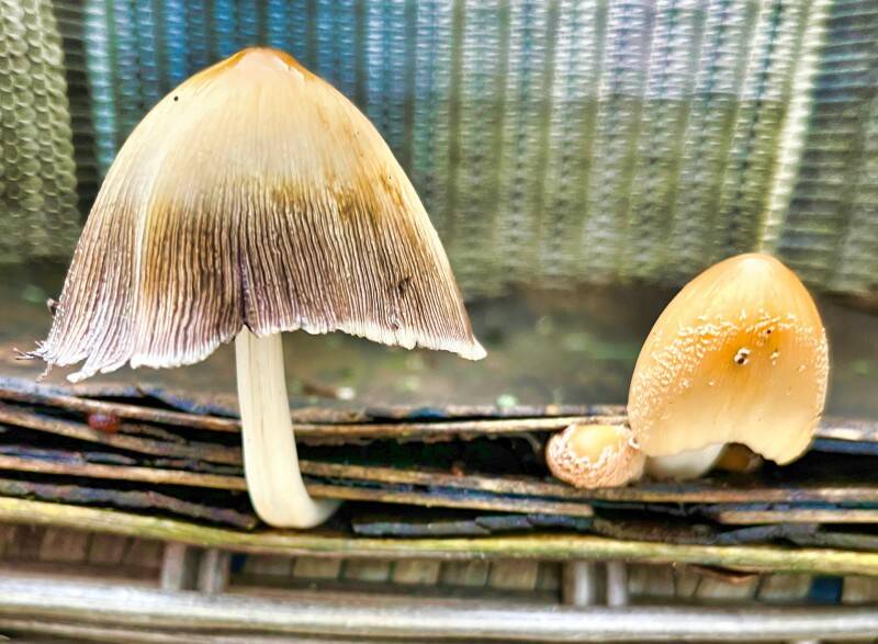 shroom-org-chal-standard.jpg